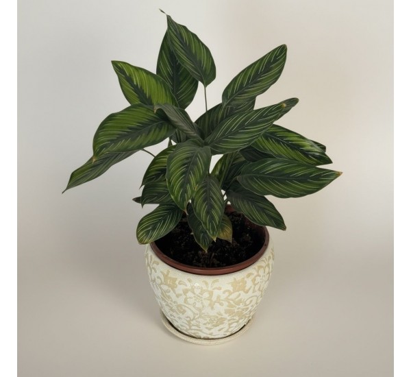 Özel Saksılı Galeftea